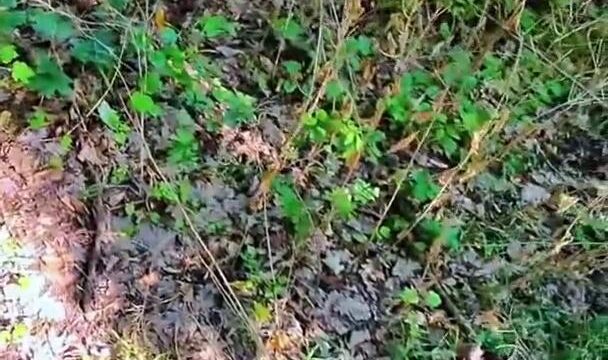 Ayumianimex Jungle Sex Tape Video Leaked